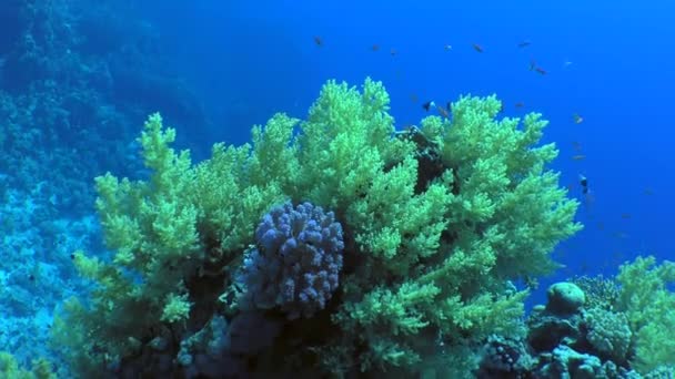 Fische schwimmen in der Nähe von Karpfen — Stockvideo