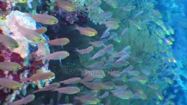 Ψάρια κολύμπι κοντά σε carals — Αρχείο Βίντεο