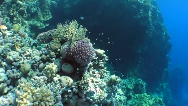 Peces nadando cerca de carals — Vídeos de Stock