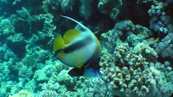 Peixes nadando perto de carals — Vídeo de Stock