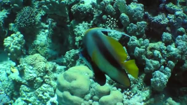 Vissen zwemmen in de buurt van carals — Stockvideo