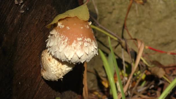 Paddestoelen in zonlicht — Stockvideo