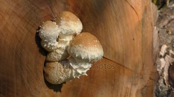 Mushrooms in Sun Light — Stock Video