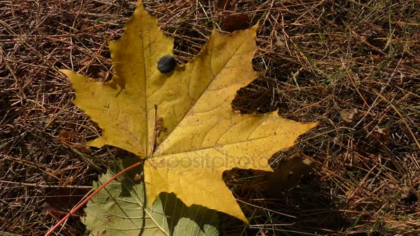 Feuilles d'érable vertes 
