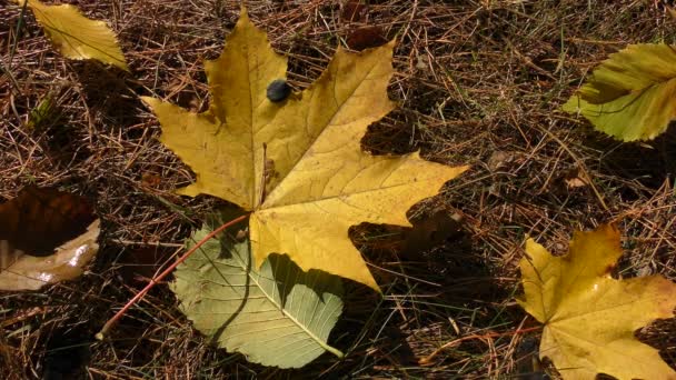 Feuilles d'érable vertes — Video