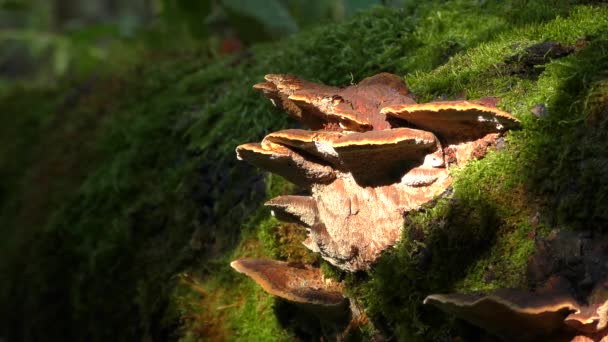 Champignons à la lumière du soleil — Video