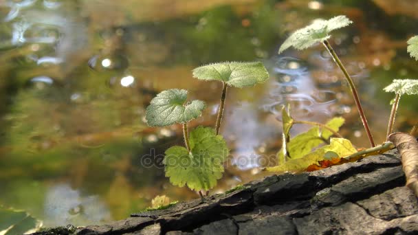 Φύλλα του φυτού ενάντια επιφάνεια της λίμνης. — Αρχείο Βίντεο