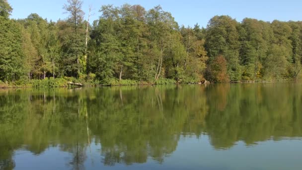 Ściana lasu odzwierciedlenie w powierzchni — Wideo stockowe