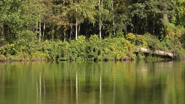 Arbres forestiers réfléchis en surface 