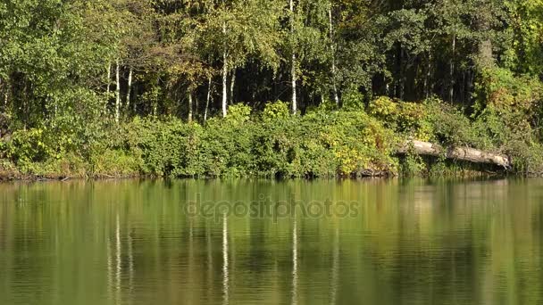 Árvores florestais refletidas na superfície — Vídeo de Stock