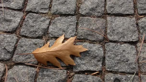 Hoja de otoño caída en el camino pavimentado . — Vídeo de stock