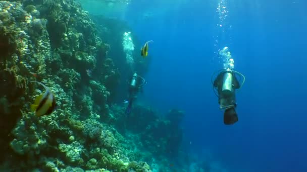 Due subacquei nuotano lungo la parete della barriera corallina . — Video Stock