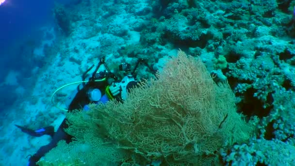 Unterwasserfotograf auf einem Korallenriff. — Stockvideo