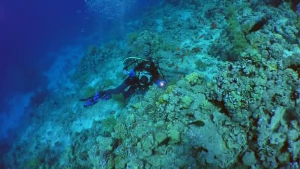 サンゴ礁の水中カメラマン. — ストック動画