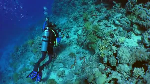Підводний фотограф на кораловому рифі . — стокове відео