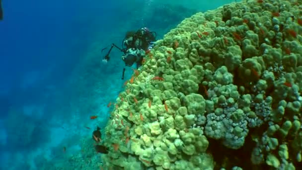 Підводний фотограф на кораловому рифі . — стокове відео