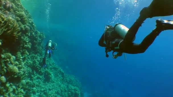 Due subacquei nuotano lungo la parete della barriera corallina . — Video Stock