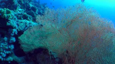 Pitoresk bush Gorgonian fan mercan (Subergorgia mollis).