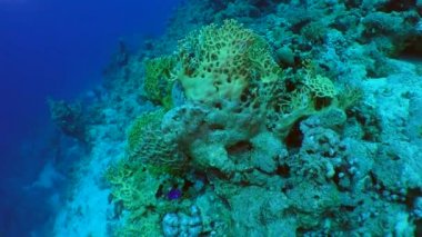 Çalılıkları Net yangın mercan (Millepora dichotoma).