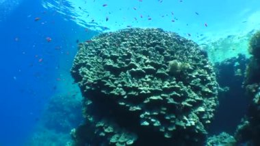 Coral reef ve parlak renkli top.