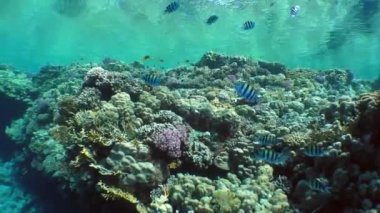 Coral reef ve parlak renkli top.