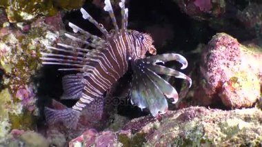 Şeytan firefish (Pterois mil).