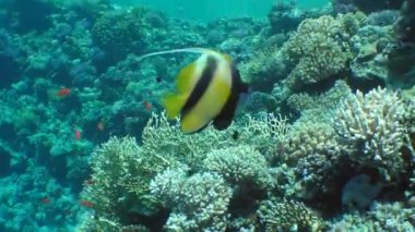Kızıl Deniz Sancak Balığı (Heniochus ara balığı).