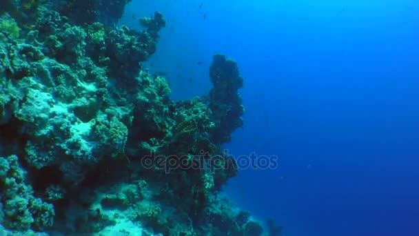 La telecamera si avvicina alla pittoresca sporgenza di una barriera corallina . — Video Stock