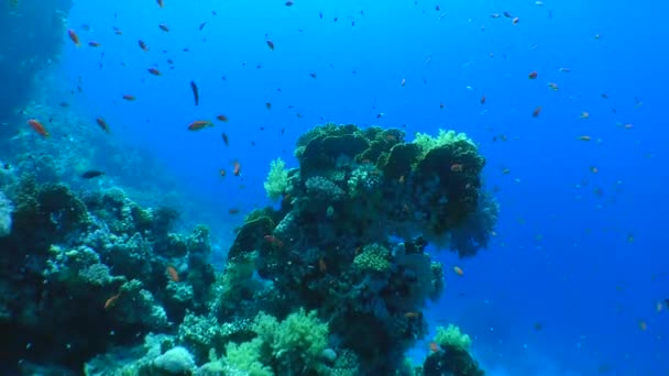 Bilhetes de Coral de Fogo Líquido (Dicotoma de Millepora ). — Vídeo de Stock