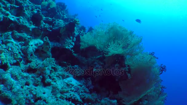 Malownicze bush fan gorgonie coral (Subergorgia mollis). — Wideo stockowe