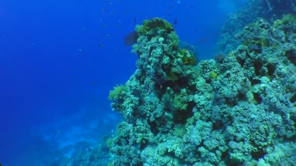 Úžasné korálový útes. — Stock video