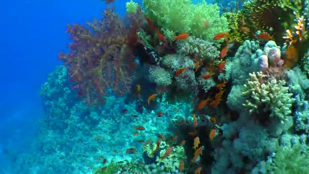 Niesamowite coral reef. — Wideo stockowe