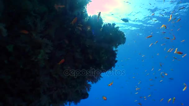 Niesamowite coral reef. — Wideo stockowe