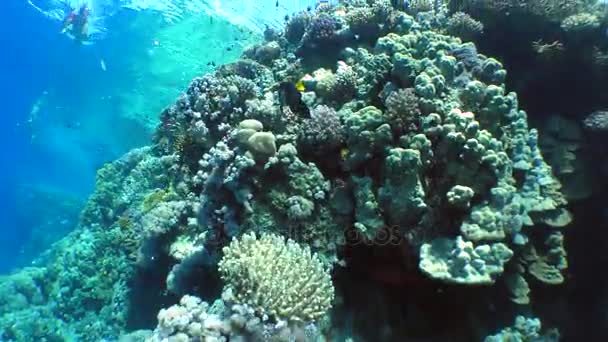 Stupefacente barriera corallina . — Video Stock