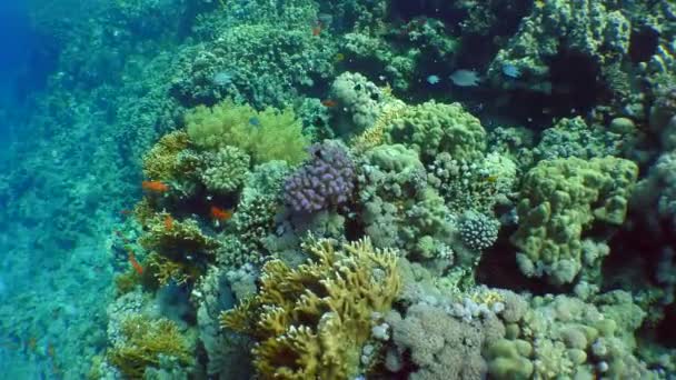 Niesamowite coral reef. — Wideo stockowe