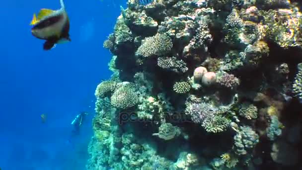 Una bellissima barriera corallina . — Video Stock