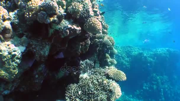 Una bellissima barriera corallina . — Video Stock