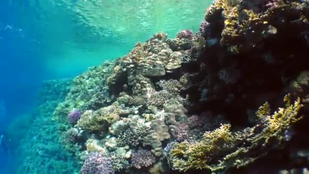 Un hermoso arrecife de coral . — Vídeos de Stock