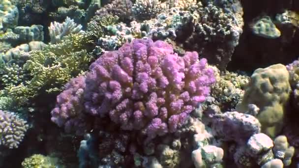 Una bellissima barriera corallina . — Video Stock