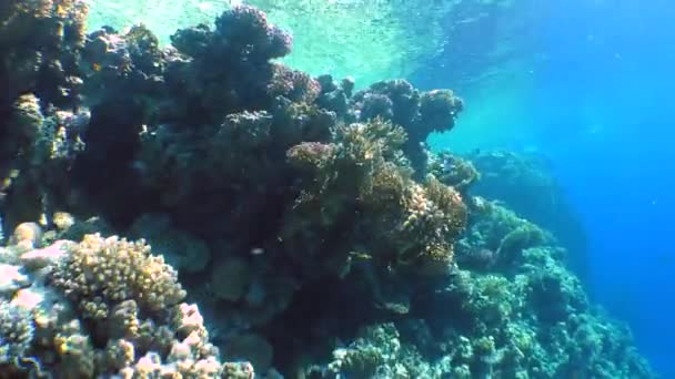 Magnífico paisaje de un arrecife de coral . — Vídeos de Stock