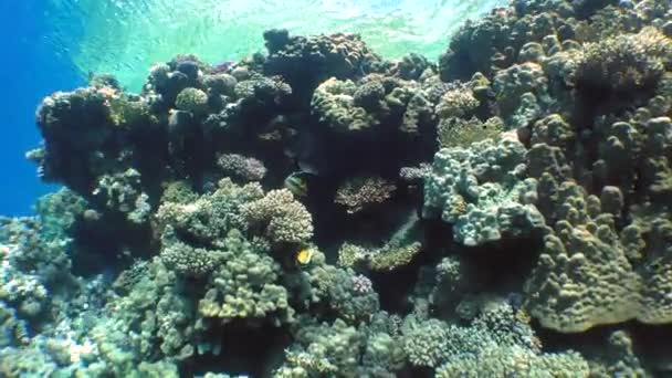 Bir mercan kayalığı muhteşem manzara. — Stok video