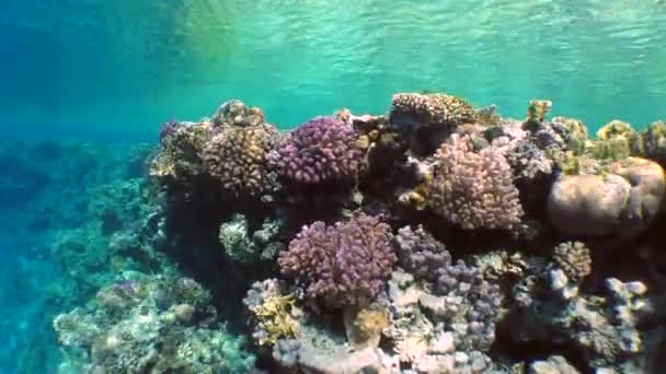 Чудовий пейзаж коралового рифу . — стокове відео