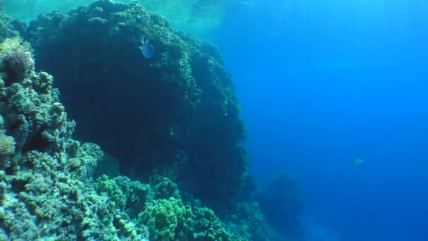 Magnífico paisaje de un arrecife de coral . — Vídeos de Stock