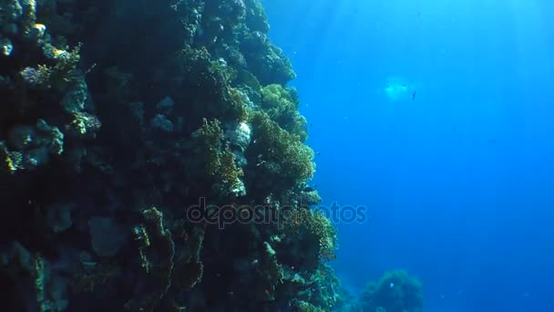 Nettó tűzkorall (Millepora dichotoma bokrok). — Stock videók