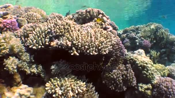 La fotocamera si muove lungo una bellissima barriera corallina . — Video Stock