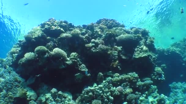 A câmera se move ao longo de um belo recife de coral . — Vídeo de Stock