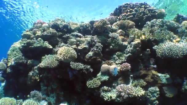 A câmera se move ao longo de um belo recife de coral . — Vídeo de Stock