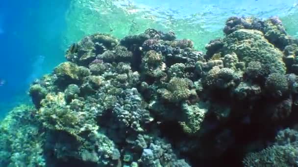 Ruch kamery wzdłuż malowniczej rafy koralowej. — Wideo stockowe