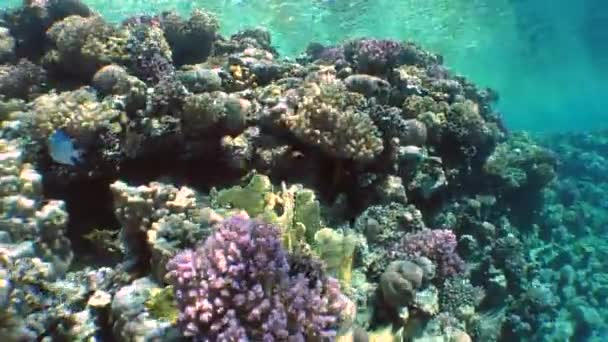 Beweging van de camera langs de pittoreske coral reef. — Stockvideo