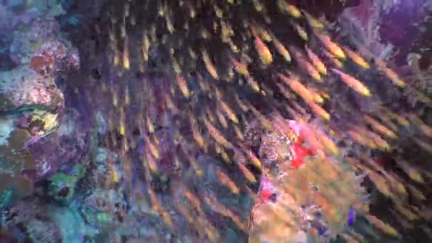 Hejno ryb trpaslík sweeper (Parapriacanthus ransonneti). — Stock video